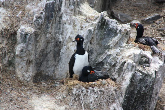 Kormorane beim Nisten