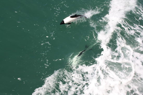 Chile:hier suchen schon Delfine nach verbotenen Früchten