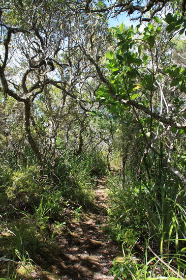 Buschwalk auf der Vulkaninsel