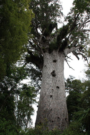 riesige und alte Kauribäume