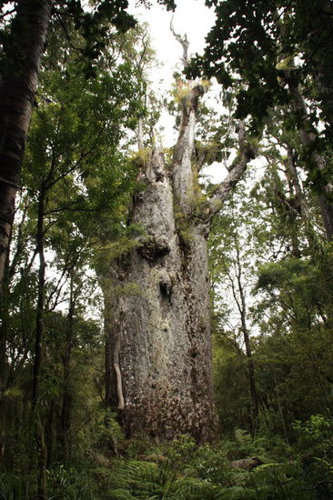 der mächtigste Kauri im Nordland