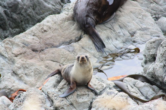 Ich bin ein Star, holt mich hier raus!
(kleiner felliger Seelöwe)