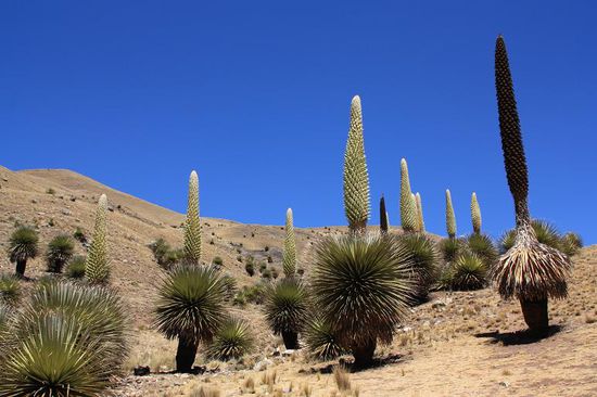 Puya Raimondis - groesste Ananas der Welt