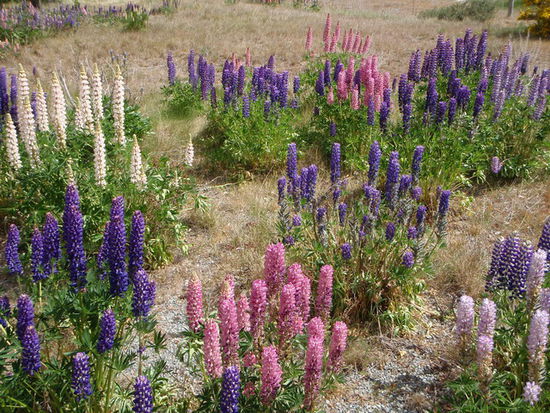 Lupinen über Lupinen