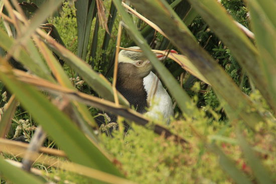 versteckter Gelbaugenpinguin