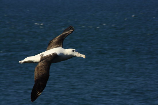 Royal Albatros