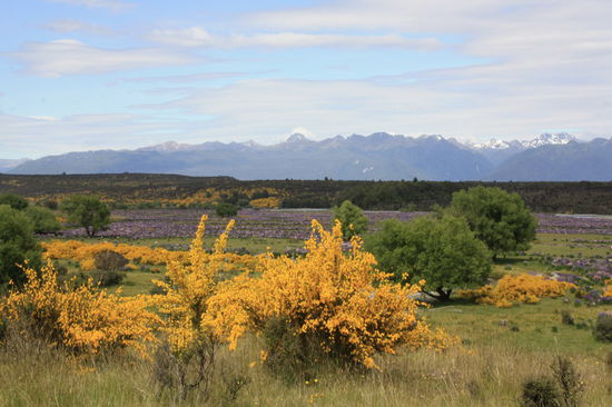 Ginster am Lupinenfeld