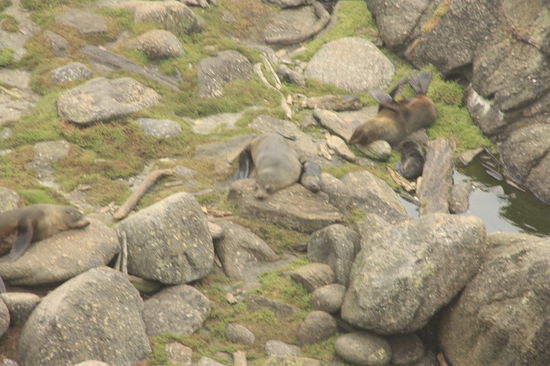 Robben beim Mittagsschlaf