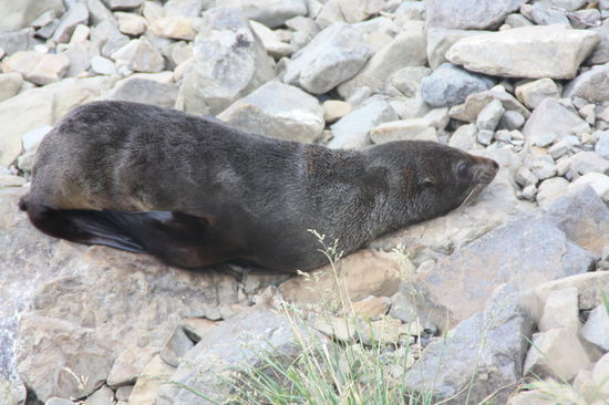 kleines Stinktier an der Küste Kaikoras