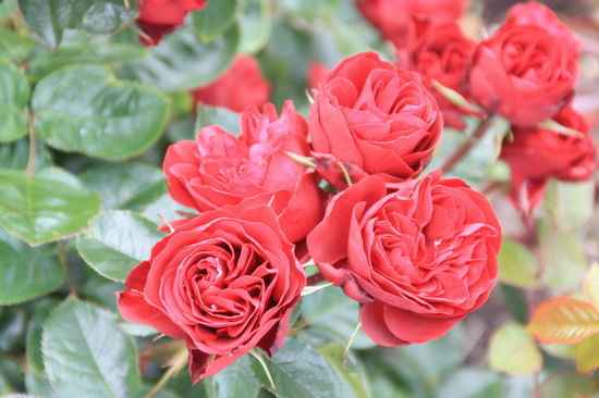 Duftiger Rosengarten