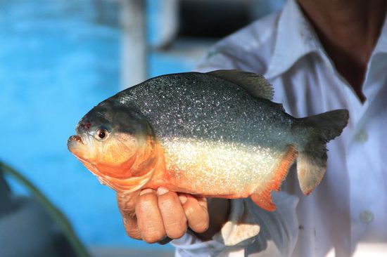 Unser Abendessen: Was uns nicht frisst, essen wir! (Piranja)