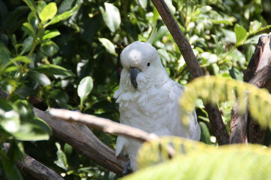 Ihn werden wir besuchen