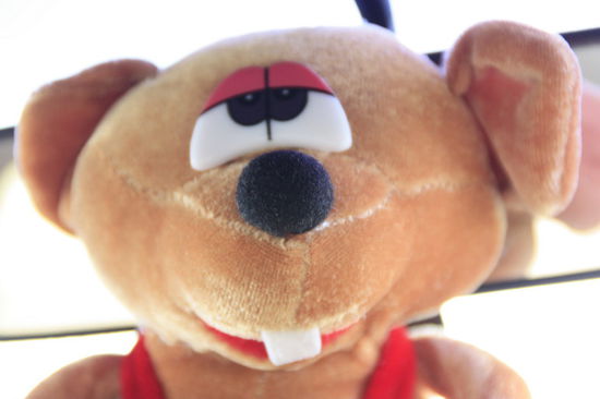 Australisches Weihnachtspossum