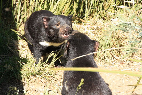 teuflische Auseinandersetzung