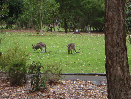Hüpfgetier, der Anfang, immer noch enthusiastisch