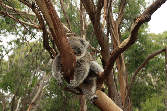 Achtung, fallende Bärchen