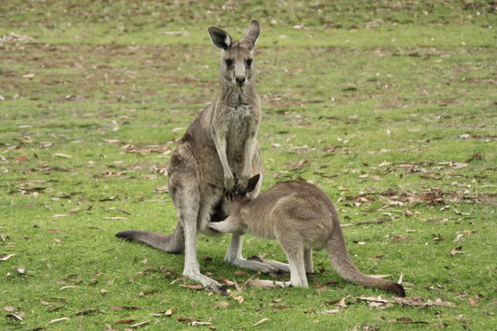 Was gibt's zum Abendessen?