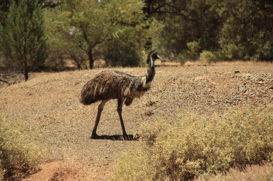 Emu Emu