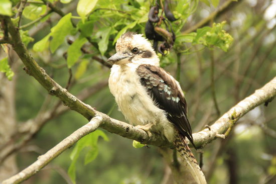 Begleiter am Grillplatz (Kucabara)