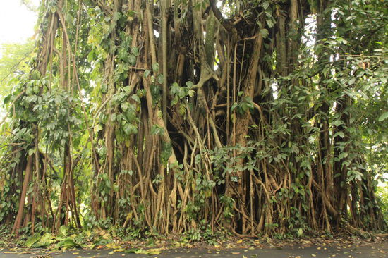 Verwurzelung, Botanischer Garten