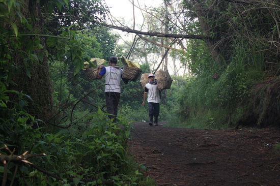 Weg zum Ijen Krater - Schwefelarbeiter