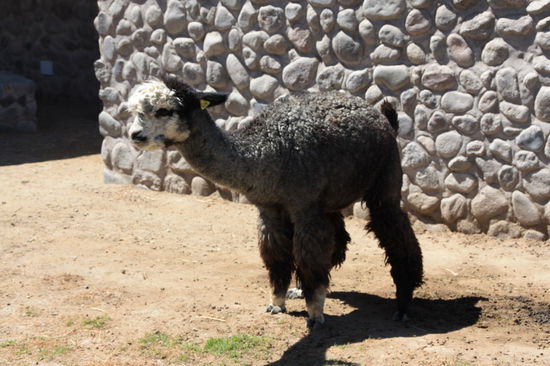 The real Alpaca