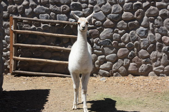 Ach Hallo (Baby Lama)