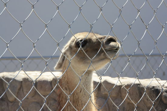 Falsche (spuckende) Freunde. (Guanaco)