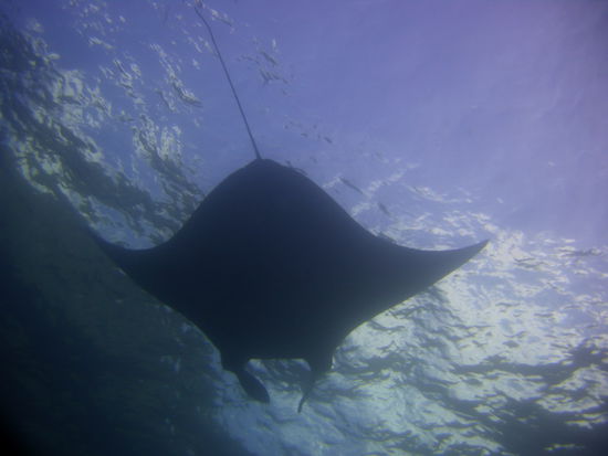 Mantarochen