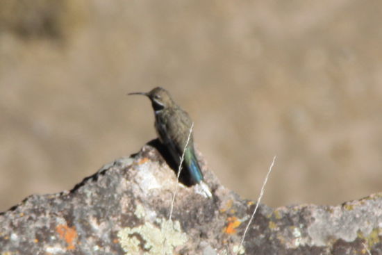 Condor? im Wachstum? Nein!