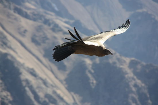 Unser erster Condorflug
