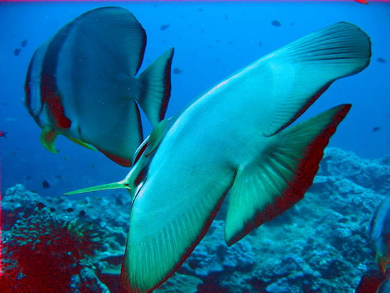 Fledermausfischlis
