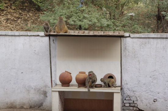 zeitige Besucher
