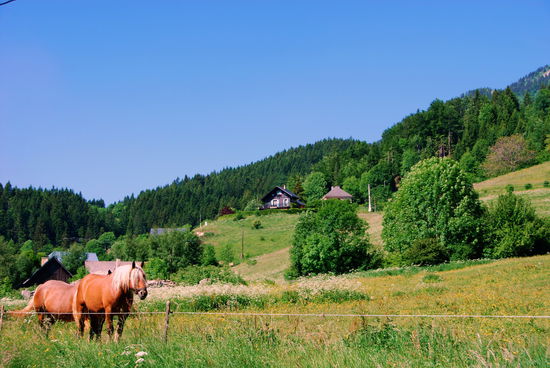 Haflinger oder Schwarzwälder Kaltblut?