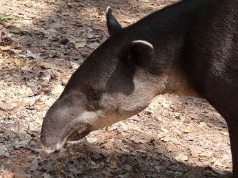 Tapir, Nationaltier von Belize