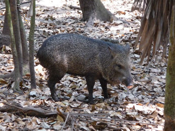 Ein Wildschwein, auch zu sehen im Cockscomb Nationalpark