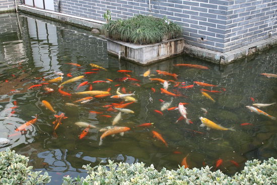 der gruenetee schmeckt den fischen besser als uns!?!