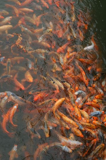 Hunger! Hunger! Hunger!
mehr davon unter 
/Karpfen in Aktion