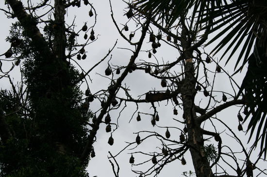 Fliegendehunde!!
Keine Knoedel!!