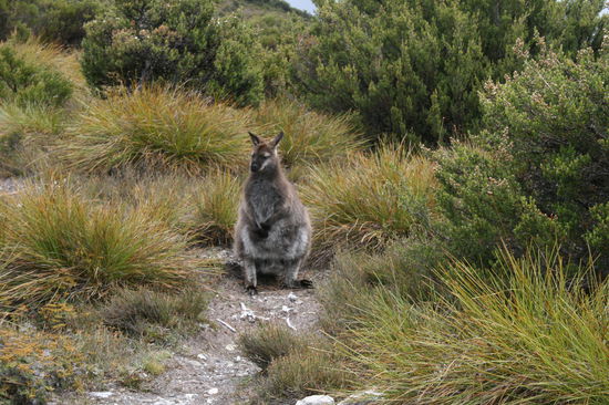 Der nicht scheue Wallaby am Cradle Mountain