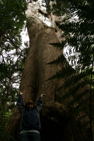zweitgroesste Baum Australiens