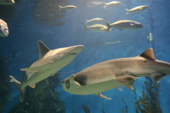 !!! HAI-ALARM !!!   im Aquarium