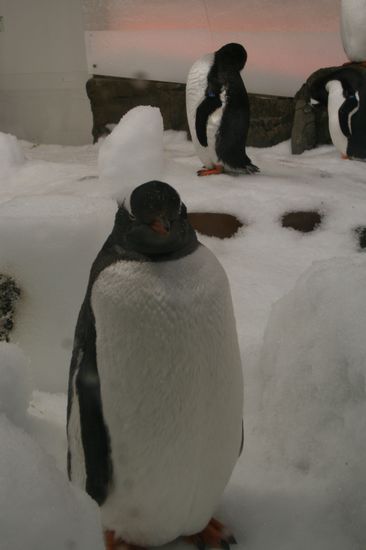 Hallo: vom Mister im Frack nach Bayern