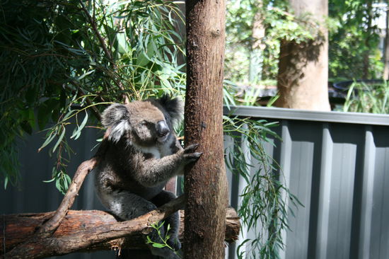 suess, die Koalas im der Auffangstation
