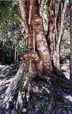 El Peten, Regenwald