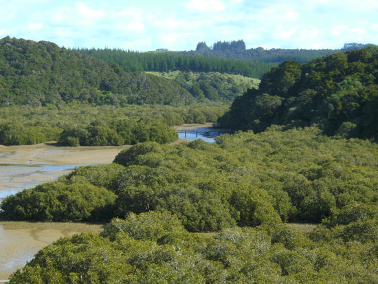 Mangrovenwald