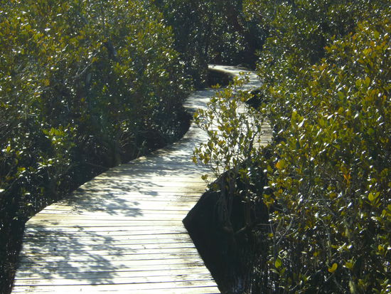 Plankenweg durch den Mangrovenwald