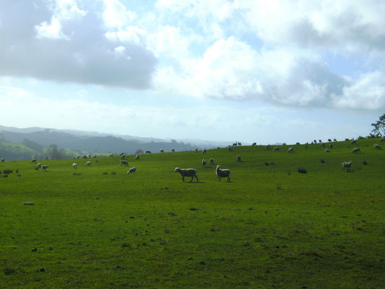 hier speist man Lamm