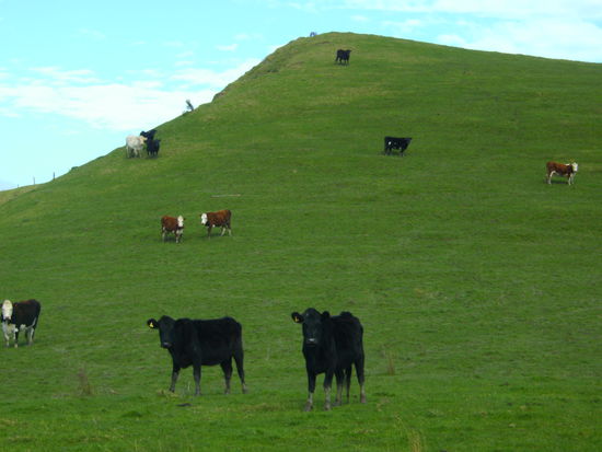 zum Abschied eine neuseeländische Landidylle...