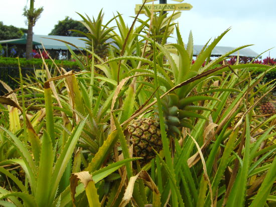 Dole World (mit unserem nächsten Ziel)